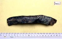 藏品(肋骨)的圖片